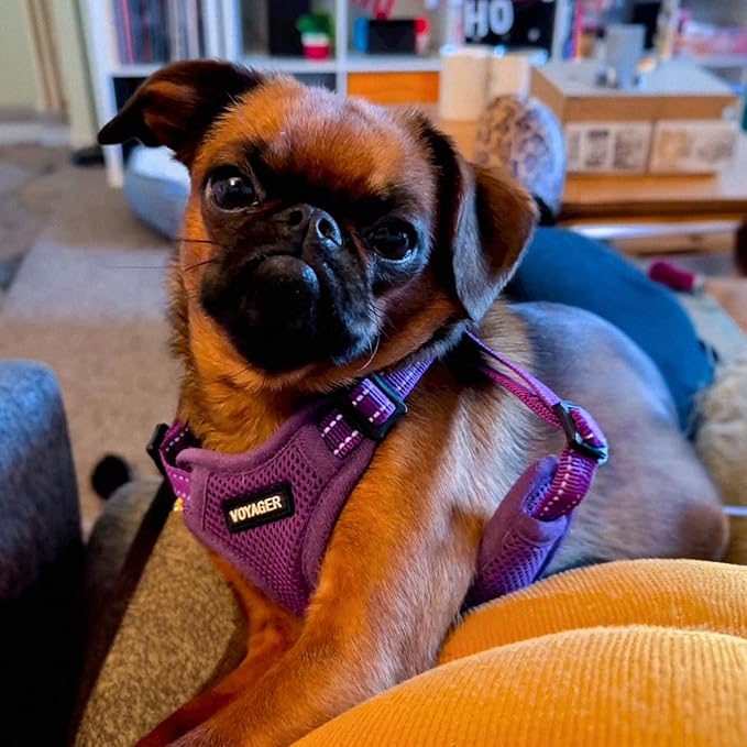 Best Pet Supplies Voyager Mesh Dog Breathable Harness Reflective Stitching, All Weather Adjustable for Walking Training, or Running - Heavy Duty & Durable, Harness (Purple), L