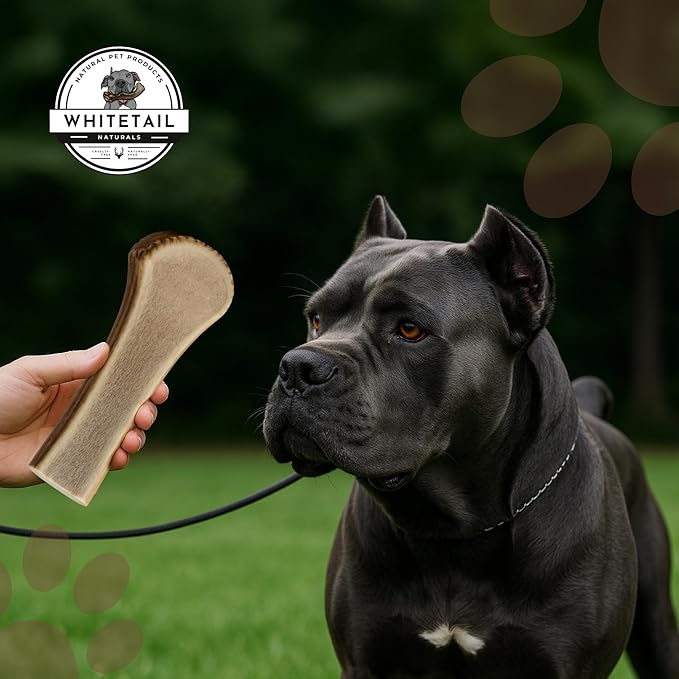 WhiteTail Naturals - Premium Split Elk Antlers for Large Dogs - (Extra Large-1Pack) - Elk Horn Dog Chews - Naturally Shed, Antler Chew Bone - Long Lasting, Crafted in USA
