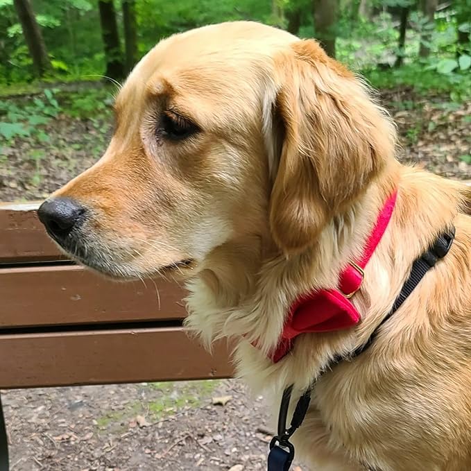 PETDURO Personalized Dog Collar Red Soft Velvet for Large Medium Small Boy Girl Dogs - Custom Collar with Name Phone Number Engraved on Gold Metal Buckle - Add Matching Leash Bow Set via Customize Now