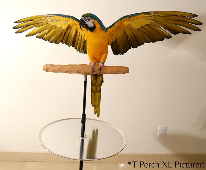 Parrot Training Perch Stand with Potty Tray (T Perch, XXL)