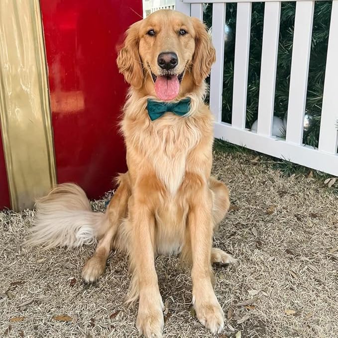 PETDURO Custom Dog Collar Personalized with Name Engraved Rose Gold Metal Buckle for Large Medium Small Dogs - Soft Cute Velvet Dog Leash and Bow Tie Available (Christmas Green RG, M)