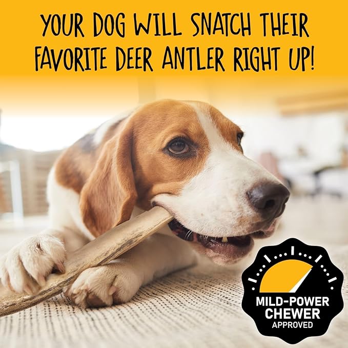 Snatchers Split Elk Antlers for Mild to Aggressive Chewers – Durable, Naturally Shed Antlers for Dogs Processed in The USA, No Additives (Large, 7-8", 1 Count)
