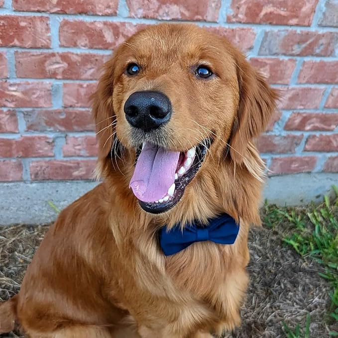 PETDURO Custom Dog Collar Personalized with Name Engraved Quick Release Rose Gold Metal Buckle for Large Medium Small Girl Dogs - Dog Leash and Bow Tie Available - Soft Comfy Velvet (Dark Blue, XL)