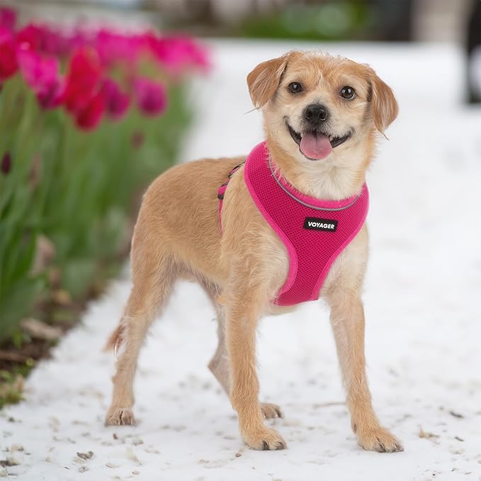 Best Pet Supplies Voyager Mesh Dog Breathable Harness Reflective Stitching, All Weather Adjustable for Walking Training, or Running - Heavy Duty & Durable, 220 Style (Fuchsia), S