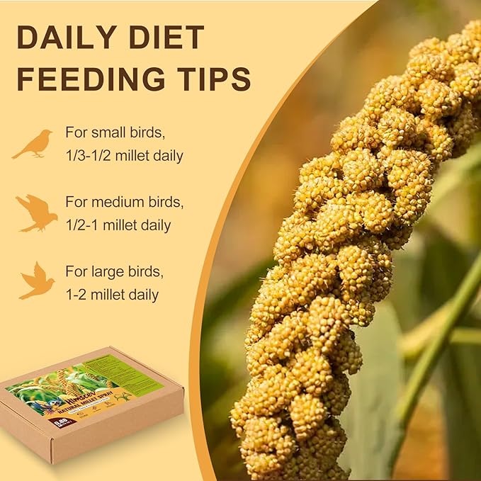 Sun-Dried Spray Millet for Birds - 0.88LBS Natural Non GMO, Healthy Millet Bird Treat, Bird Treats for Parakeets, Parrots, Cockatiels, Lovebirds, Finches & Canaries Food