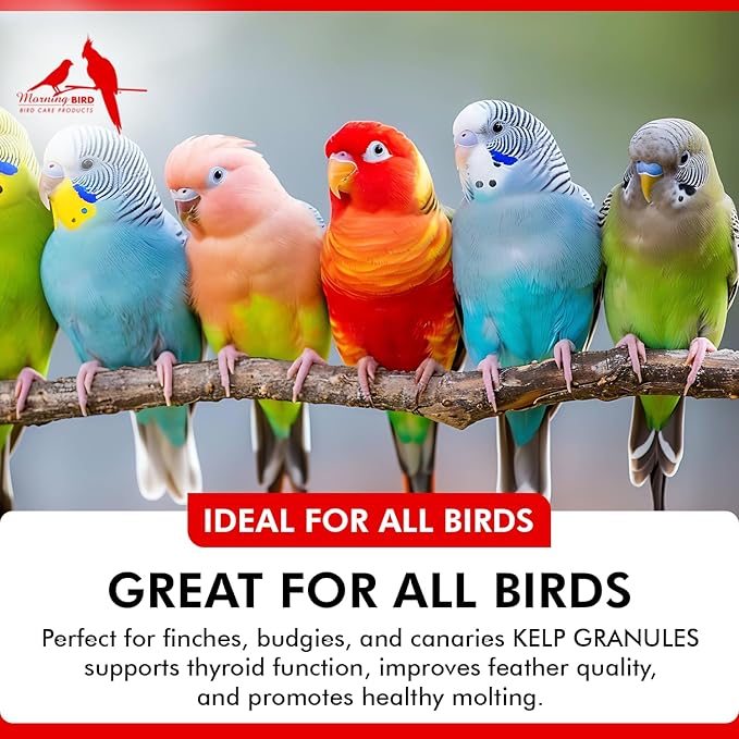 Morning Bird Kelp Granules 1 Oz – Iodine Supplement for Birds – Supports Feather Growth, Molting & Metabolism – Rich in Amino Acids, Trace Minerals & Natural Vitamins – Clean Nutrition for All Birds
