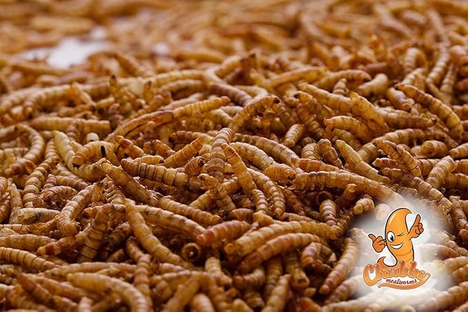 Chubby Mealworms 4Lbs Bulk Dried Mealworms High Protein Treat for Chickens, Birds, Ducks and Much More