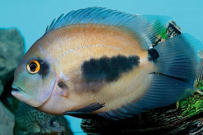 Aquatic Foods Inc. Brine Shrimp Flakes for Freshwater Cichlids, Angels, Live Bearers, Tetras, Guppies, Marine Tangs, Butterflies, Angelfish, Anthias, Clown Fish...WL 2oz Sm Jar