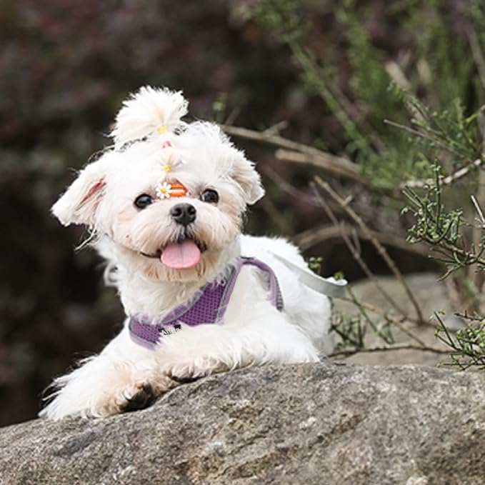 AIITLE Escape Proof Dog Harness - Step in Adjustable Dog Harness No Choke Over with Breathable Mesh and Quick-Release Buckle for Summer- Outdoor Walking, Camping, Training for Medium Dogs Purple XL