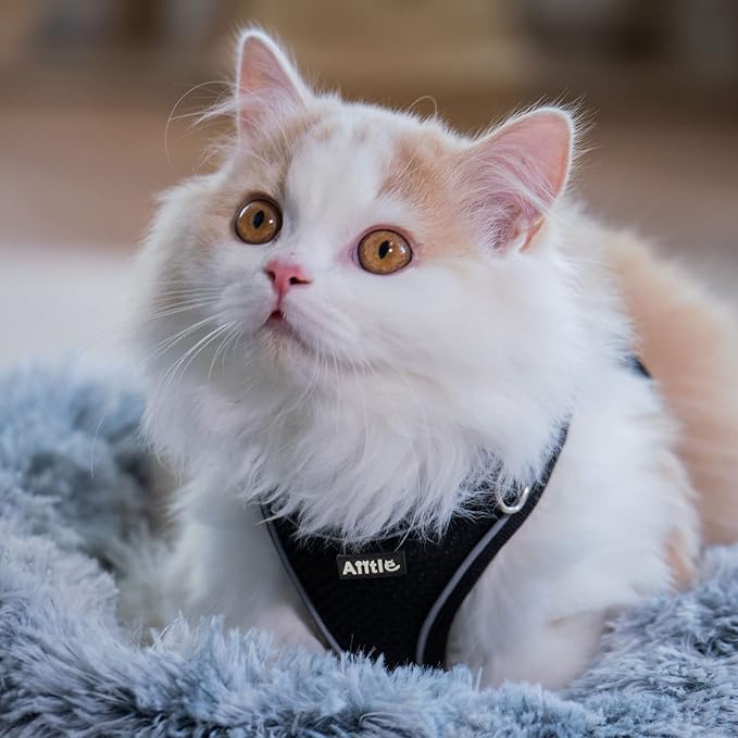 AIITLE Small Harness for Puppy with A Leash - Summer Dog Vest Harness with Super Breathable Mesh, Reflective No-Pull Pet Harness for Outdoor Walking, Camping for Small Dogs, Cats Black XXS