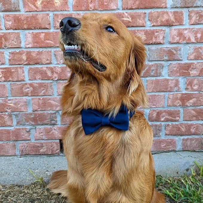 PETDURO Custom Dog Collar Personalized with Name Engraved Quick Release Rose Gold Metal Buckle for Large Medium Small Girl Dogs - Dog Leash and Bow Tie Available - Soft Comfy Velvet (Dark Blue, S)