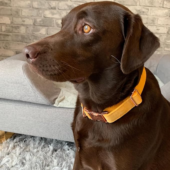 PETDURO Personalized Dog Collar Ginger Soft Velvet for Large Medium Small Boy Girl Dogs - Custom Collar with Name Phone Number Engraved on Rose Gold Metal Buckle - Add Leash Bow Set via Customize Now