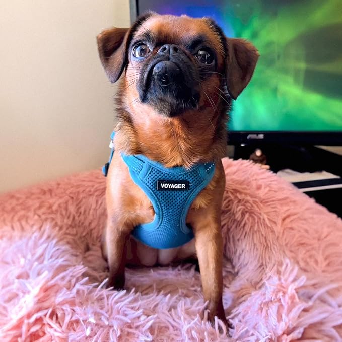 Best Pet Supplies Voyager Mesh Dog Breathable Harness Reflective Stitching, All Weather Adjustable for Walking Training, or Running - Heavy Duty & Durable, Harness (Turquoise), L