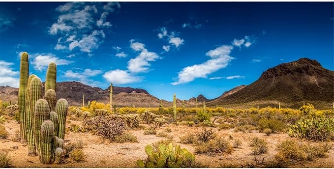 AWERT 30x18 inches Reptile Habitat Background Blue Sky Oasis Cactus Desert Terrarium Background Vinyl