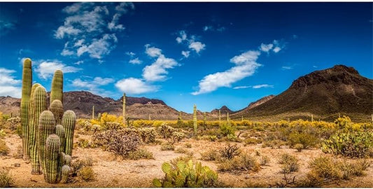 AWERT 30x18 inches Reptile Habitat Background Blue Sky Oasis Cactus Desert Terrarium Background Vinyl