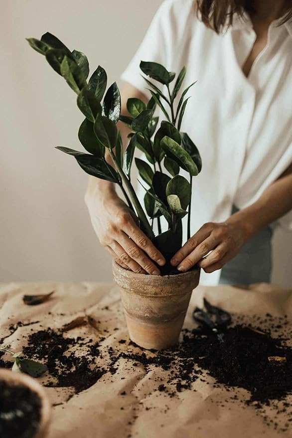 Gardenera Zamioculcas Plant Potting Soil - All-Natural Blend for Thriving Zamioculcas Plants - Boosts Root Health and Distinctive Beauty - 10 Quart