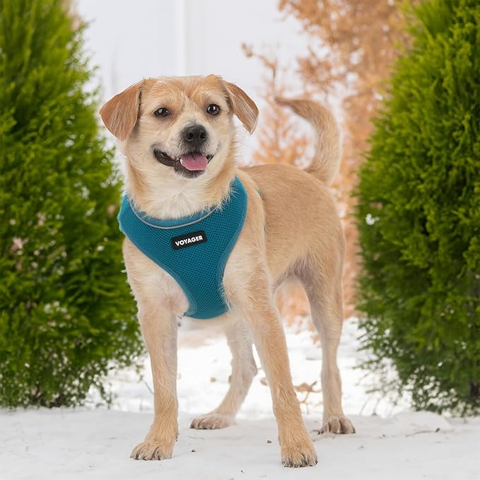 Best Pet Supplies Voyager Mesh Dog Breathable Harness Reflective Stitching, All Weather Adjustable for Walking Training, or Running - Heavy Duty & Durable, 220 Style (Turquoise), S