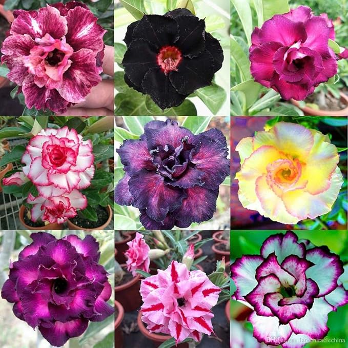Premium Desert Rose Potting Soil by Gardenera - Unlock The Beauty of Your Adenium Plants - 5 QUARTS