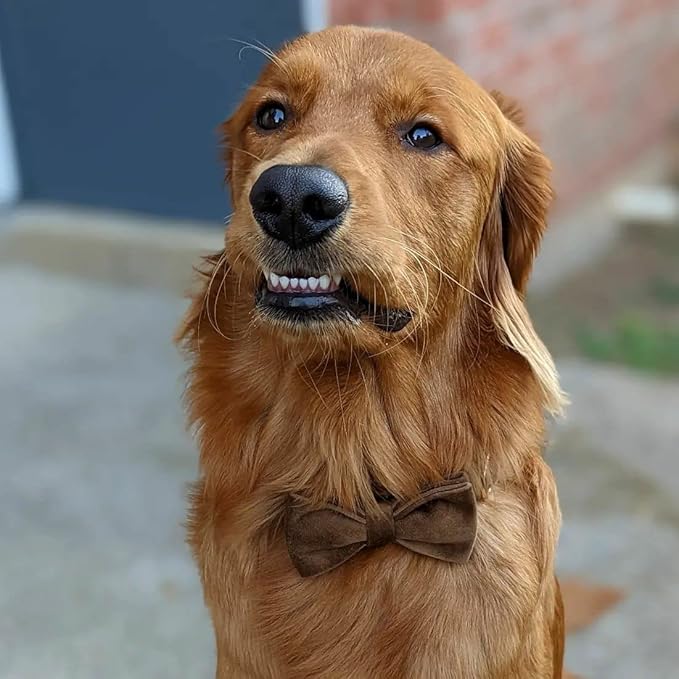 PETDURO Custom Dog Collar Personalized with Name Engraved Quick Release Gold Metal Buckle for Large Medium Small Girl Dogs - Dog Leash and Bow Tie Available - Soft Comfy Velvet (Brown G, M)