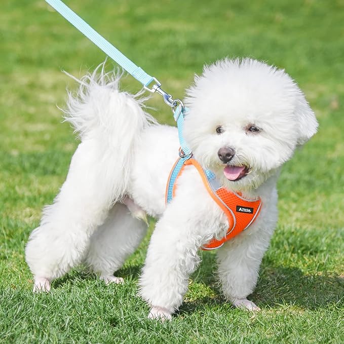 AIITLE Small Harness for Puppy with A Leash - Summer Dog Vest Harness with Super Breathable Mesh, Reflective No-Pull Pet Harness for Outdoor Walking, Camping for Small Dogs, Cats Orange XXS