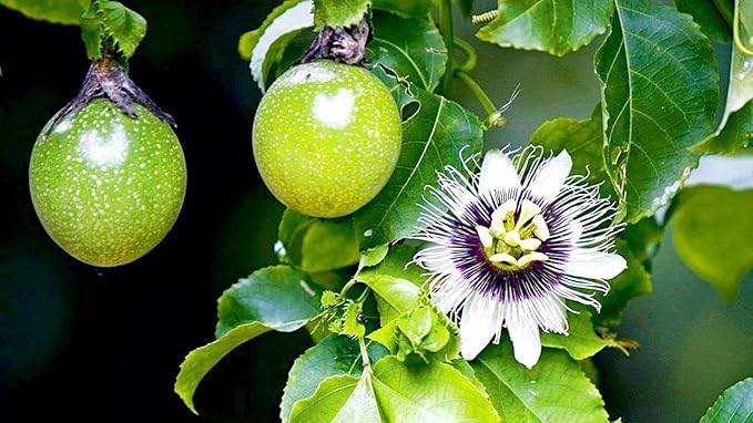 GARDENERA Premium Passion Fruit Potting Soil Mix - Perfect Balance of Nutrients, Drainage, and Aeration for Thriving Passion Fruit Vines - 3 Quart