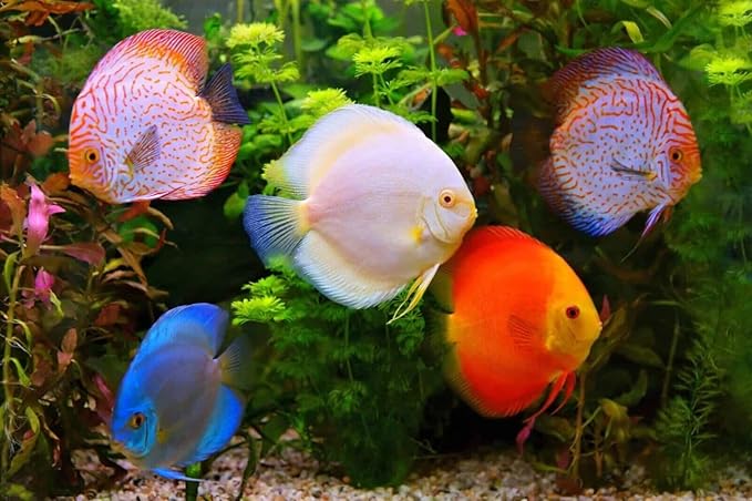 Aquatic Foods Inc. Brine Shrimp Sinking Bites for Guppies, Cichlids, Discus, Corys, Tetras, Bettas All Tropical Fish…1.4oz Squeeze Bottle