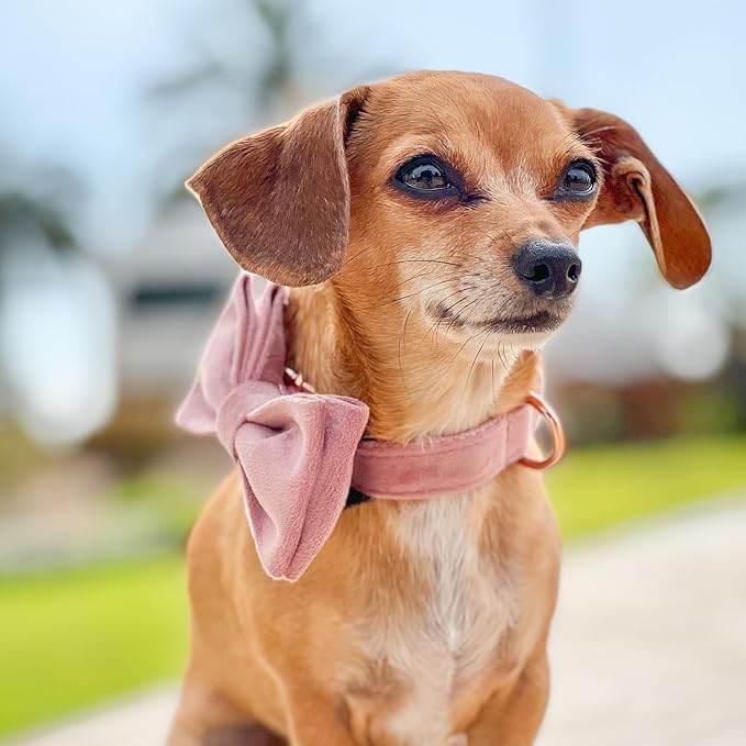 PETDURO Custom Dog Collar Personalized with Name Engraved Rose Gold Metal Buckle for Large Medium Small Girl Dogs - Dog Leash and Bow Tie Available - Soft Comfy Velvet (Champagne Pink RG, XL)