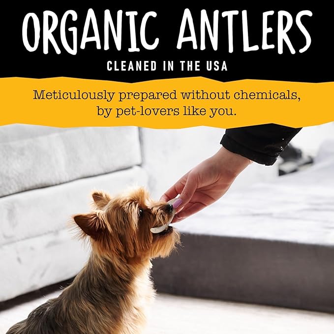 Snatchers Split Elk Antlers for Dogs – Long Lasting Dog Chews and Dog Toys for Aggressive Chewers, Naturally Shed Deer Antlers for Dogs Processed in The USA, No Additives (Small, 4-5", 1 Count)