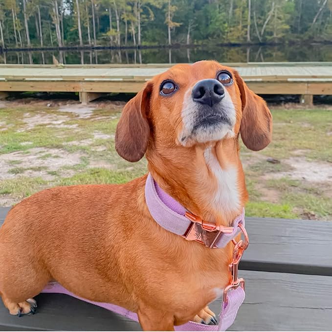 PETDURO Custom Dog Collar Personalized with Name Engraved Quick Release Rose Gold Metal Buckle for Large Medium Small Girl Dogs - Dog Leash and Bow Tie Available - Soft Comfy Velvet (Purple, XL)