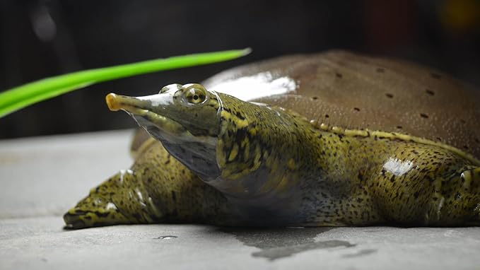 Aquatic Foods Inc. 5oz Red Shrimp 3/8" to 1/2" Freeze Dried Red Shrimp, Floating Shrimp for Cichlids, Large Fish, All Tropicals, Koi & Pond Fish, Rodents, Reptiles, Turtles 5.0oz Bag