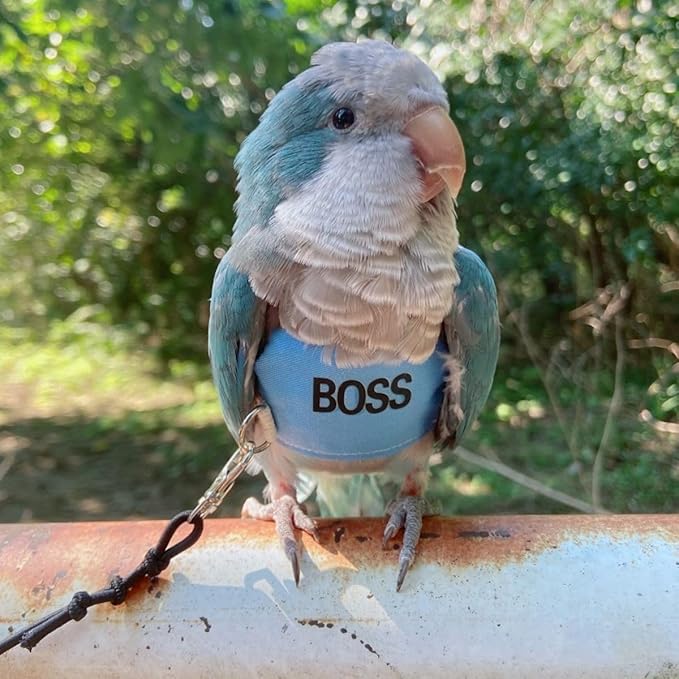 Bird Flight Harness Vest, Parrot Flight Suit with Leash, Bird Flying Clothes with Rope and Handle for Outdoor Activities (2XL)