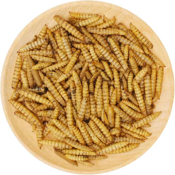 Premium Chicken Treats 1LB - Non-GMO & 85X More Calcium Than Meal Worms - Molting & Laying Supplement - BSF Larvae Treats for Layer Hens, Ducks Wild Birds