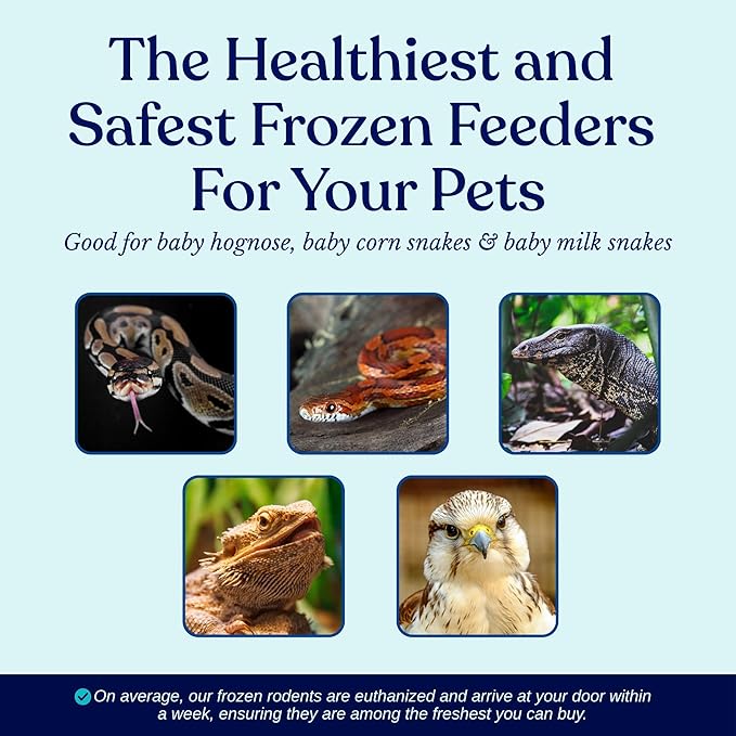MiceDirect EST. 2003 200 Frozen Mice Pinkie Feeders Snake Food for Corn Ball Pythons Lizards (.5-1 in) (400 Grams Min)