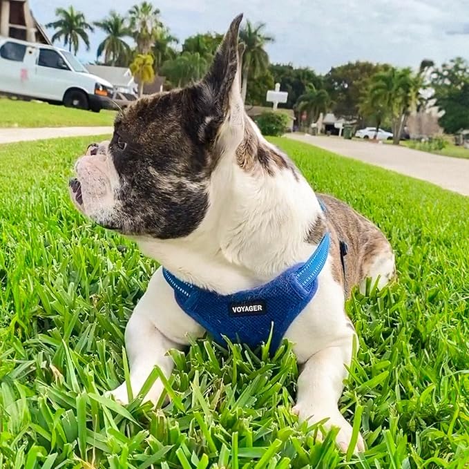 Best Pet Supplies Voyager Mesh Dog Breathable Harness Reflective Stitching, All Weather Adjustable for Walking Training, or Running - Heavy Duty & Durable, Harness Leash Set (Royal Blue), M