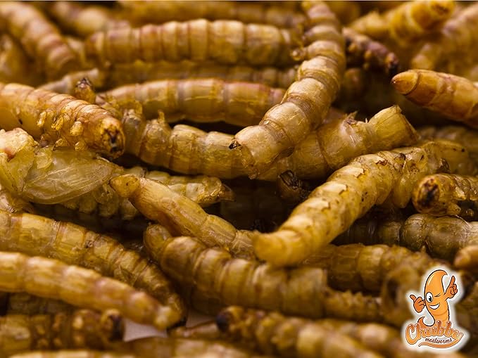 Chubby Mealworms 66Lbs Bulk Dried Mealworms High Protein Treat for Chickens, Ducks, Birds and Much More