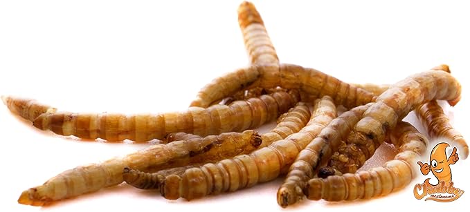 Chubby Mealworms 66Lbs Bulk Dried Mealworms High Protein Treat for Chickens, Ducks, Birds and Much More
