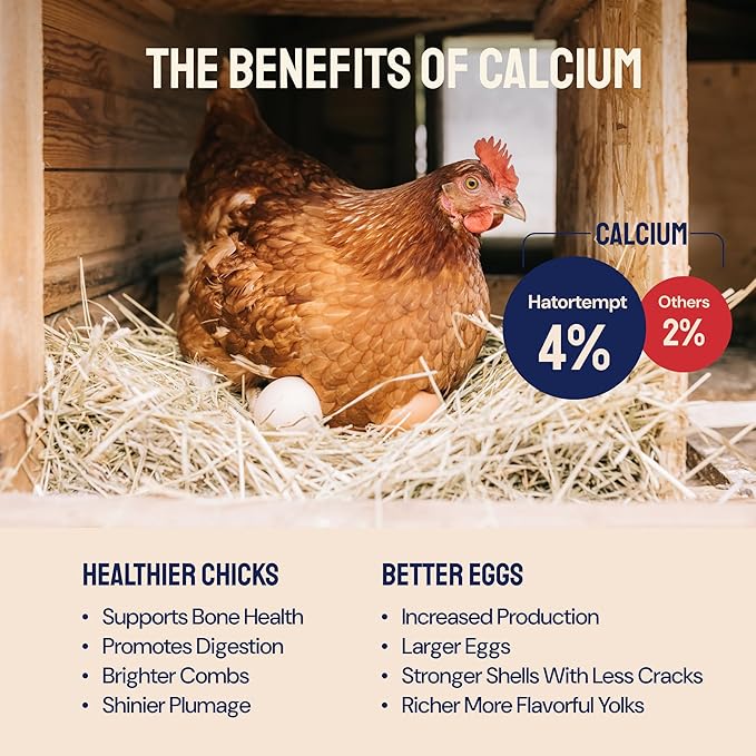 Hatortempt Black Soldier Fly Larvae for Chickens - 5 lb Pack of 1 - Protein Boost & High Protein Chicken Feed - 4% Calcium Treats & Reptile Calcium - Non-GMO Organic Grubs & Bird Feed