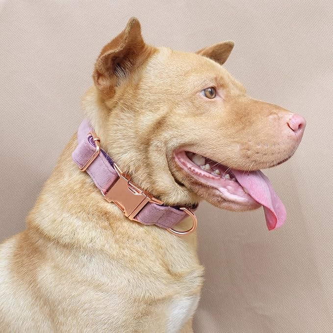 PETDURO Personalized Dog Collar Pink Purple Soft Velvet for Large Medium Small Boy Girl Dogs - Custom Collar with Name Phone Engraved on Rose Gold Metal Buckle - Add Leash Bow Set via Customize Now