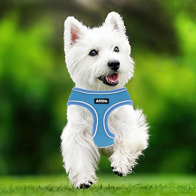 AIITLE Breathable Dog Harness for Small Dogs, Comfortable Adjustable Mesh Vest with Quick-Release Buckle, Reflective Safety Strips – Perfect for Poodles, Teddy Dogs (M, Blue)