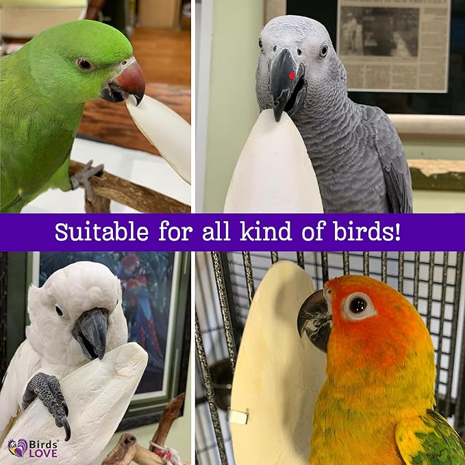 Birds LOVE Natural Cuttlebone – Premium Calcium for Cockatiel, Parrots, Tortoise, Snails, Crabs and Chinchillas - Pure Cuttlebone for Birds - Parakeet Food and Bird Treats - 4lb, Size 5.5 to 6"