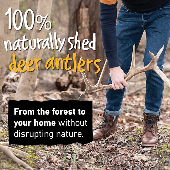 Snatchers Split Elk Antlers for Dogs – Long Lasting Dog Chews and Dog Toys for Aggressive Chewers, Naturally Shed Deer Antlers for Dogs Processed in The USA, No Additives (Small, 4-5", 1 Count)