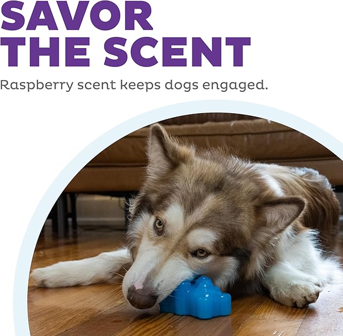 Outward Hound Gummiez Bear 2-in-1 Dental Dog Chew Toy and Dog Treat Stuffer Game, Blue Raspberry Scent, Blue