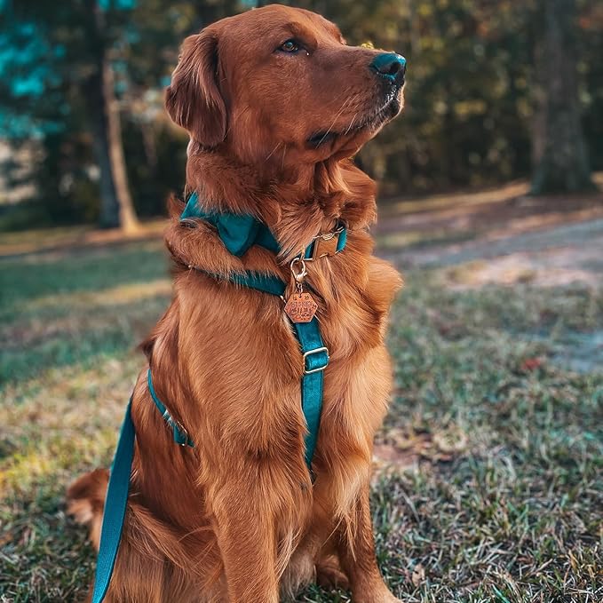 PETDURO Custom Dog Collar Personalized with Name Engraved Quick Release Rose Gold Metal Buckle for Large Medium Small Girl Dogs - Dog Leash and Bow Tie Available - Soft Comfy Velvet (Gem Green, XS)