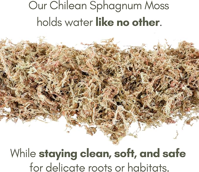 Mossify Premium Sphagnum Moss for Plants 1kg, 2.2 lbs - Long Fiber Moss for Plants Indoor, Orchids, Terrariums, Gardening, Reptiles – Moisture Plant Moss for Propagation, Soil & Habitat Bedding