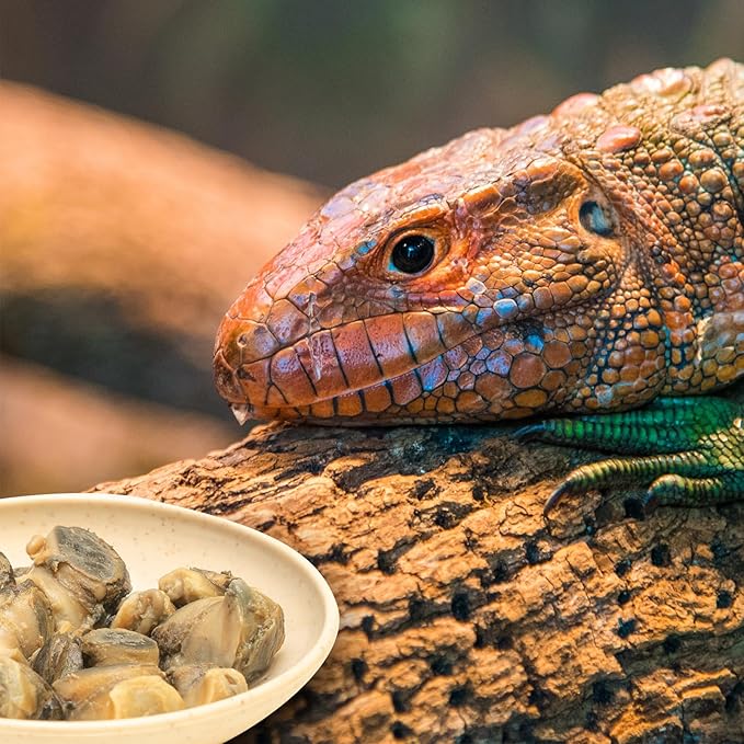 6 Pack Canned Snails for Reptiles, Fish, Birds and Small Animals, Snails, Healthy High Protein Treat, Reptile Bird Fish Food 7.2 Ounces Total