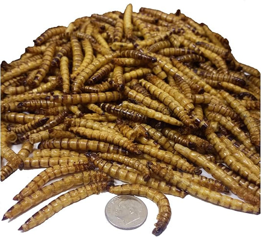 Aquatic Foods Inc. Superworms- Freeze Dried Superworms for Tropical Fish, Reptiles, Turtles, Tortoises, Frogs, Hamsters, Birds, Rodents…8oz Med Jar