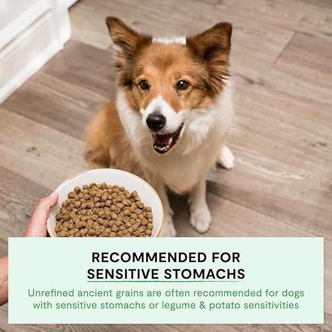Open Farm, Ancient Grains Dry Dog Food, Protein-Rich & Nutrient Dense, 90% Animal Protein Mixed with Non-GMO Fruits, Veggies and Superfoods, Catch-of-The-Season Whitefish Recipe, 11lb Bag