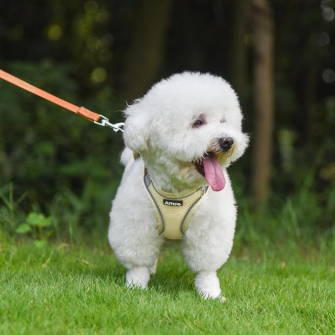AIITLE Dog Harness, Summer No-Pull Cat Harness with a Leash, Adjustable Reflective Dog Vest, Cat Harness Escape Proof, Outdoor Walking, Camping for Extra Small Dogs and House Cats Beige XXXS