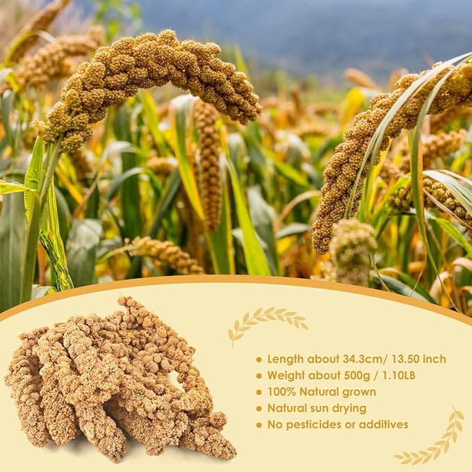 KATUMO Bird Millet Treats, 1.1LB / 500g Natural Healthy Parrot Millet Spray Cockatiel Treats for Parakeet Budgie Finch Conure Pigeon Lovebird Hamster