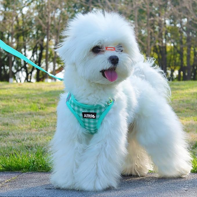 AIITLE Easy Walk Dog Vest Harness and Leash Set, Pet Supply No Pull, Breathable Mesh, Reflective Stripes, Adjustable Escape Proof Pet Outdoor Harnesses for Medium Dogs Turquoise L